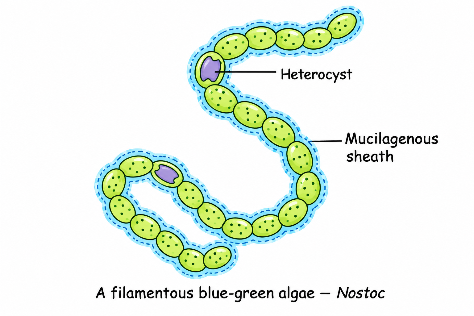Nostoc Filament with Heterocysts